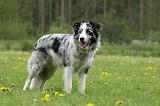 BORDER COLLIE 999